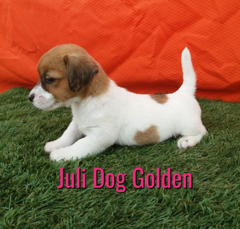 JULI DOG GOLDEN    ( DISPONIBLE)