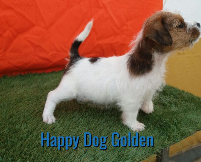 HAPPY DOG GOLDEN   ( DISPONIBLE )