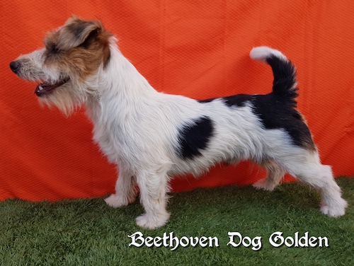 BEETHOVEN DOG GOLDEN