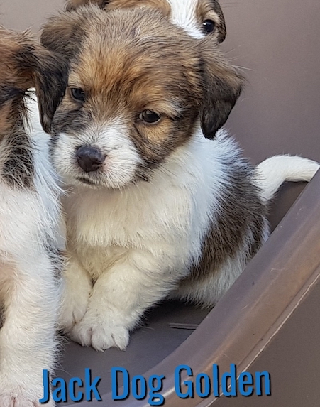 JACK DOG GOLDEN    ( DISPONIBLE)