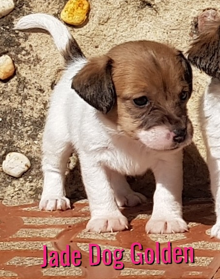 JADE DOG GOLDEN    ( DISPONIBLE)