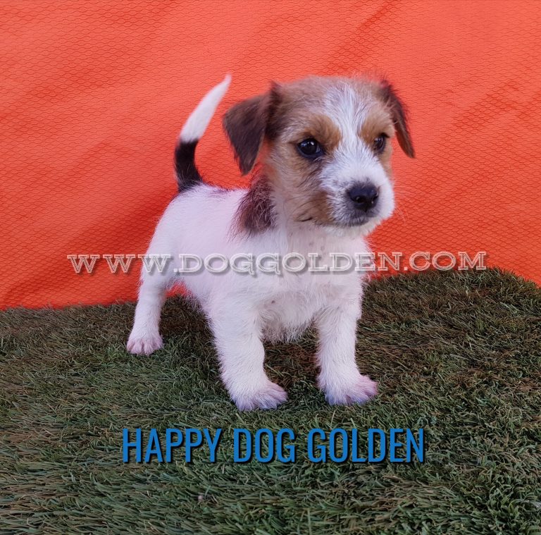 HAPPY DOG GOLDEN   ( DISPONIBLE )