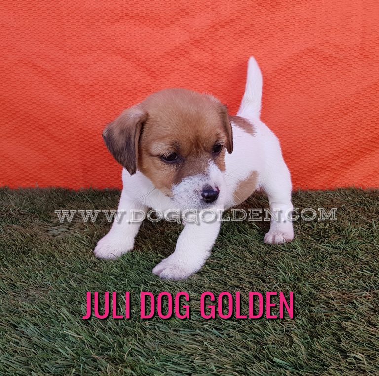 JULI DOG GOLDEN    ( DISPONIBLE)