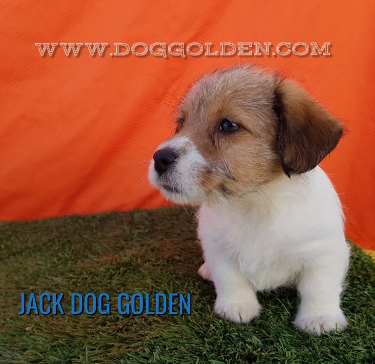 JACK DOG GOLDEN    ( DISPONIBLE)