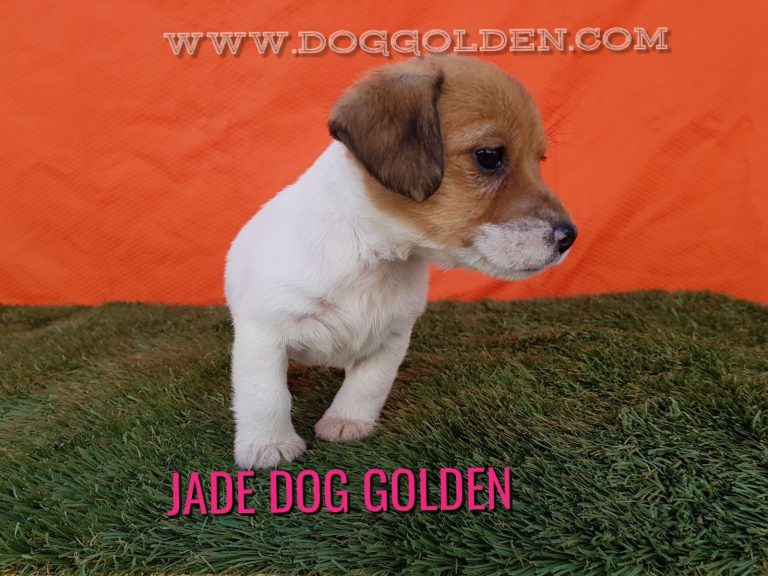 JADE DOG GOLDEN    ( DISPONIBLE)