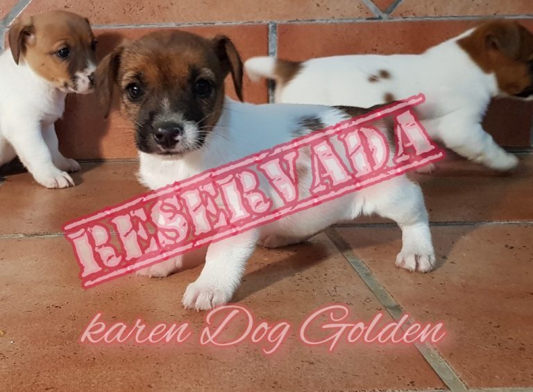 KAREN DOG GOLDEN   (RESERVADA)