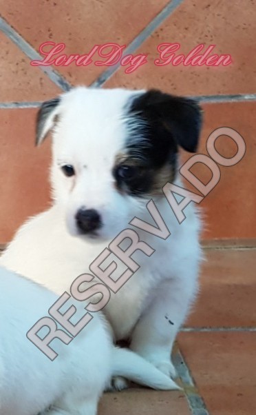 LORD DOG GOLDEN    ( DISPONIBLE)