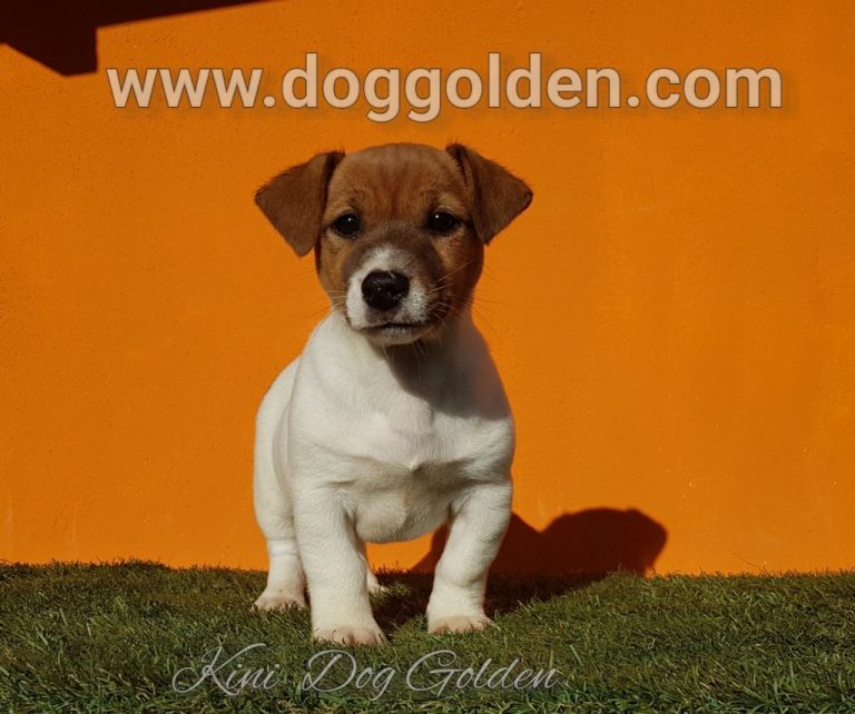 KINI DOG GOLDEN    ( DISPONIBLE)