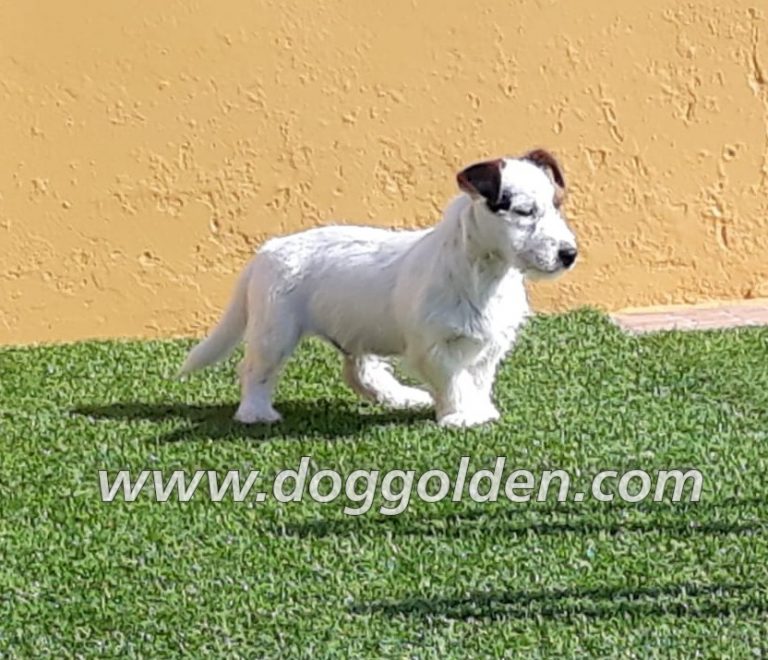 LIAM DOG GOLDEN    ( pelo broken)