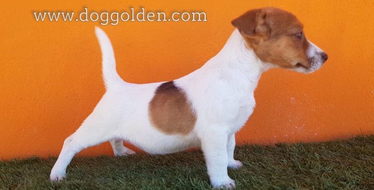 BEBY   ( pelo corto)