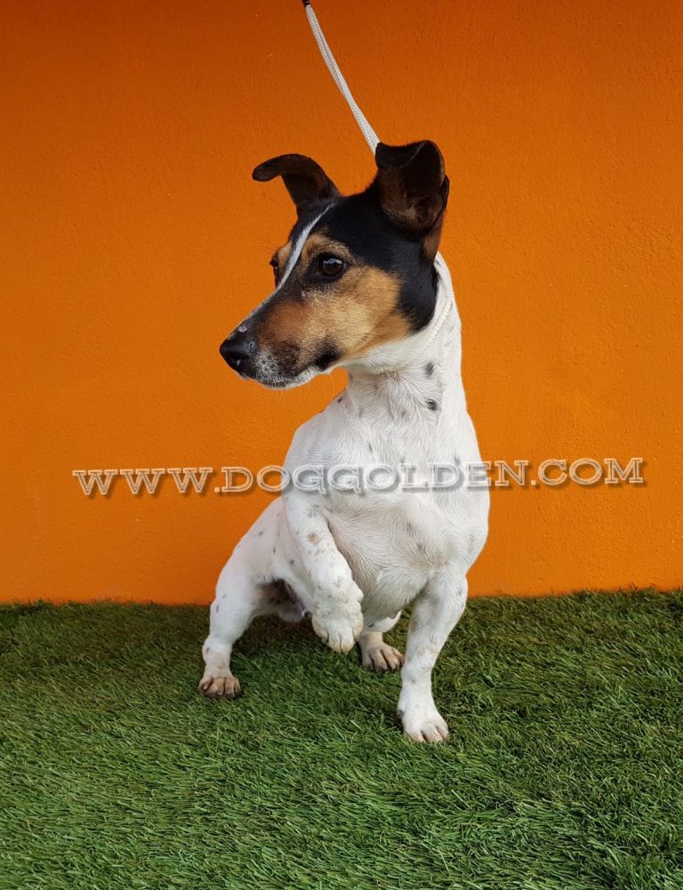 TRIANA DE DOG GOLDEN