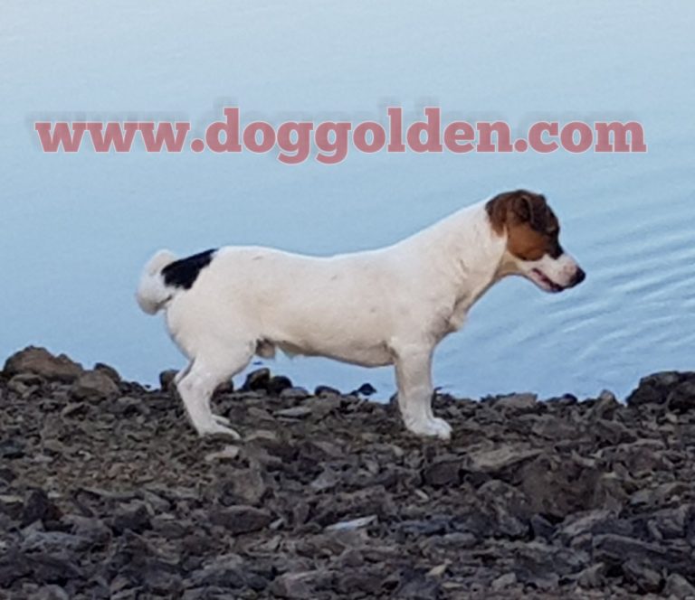 MAKELELE DOG GOLDEN   ( pelo broken light)