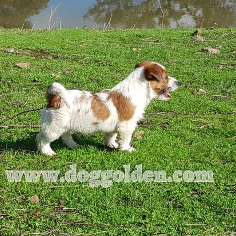 ONASSIS DOG GOLDEN ( abrir foto)