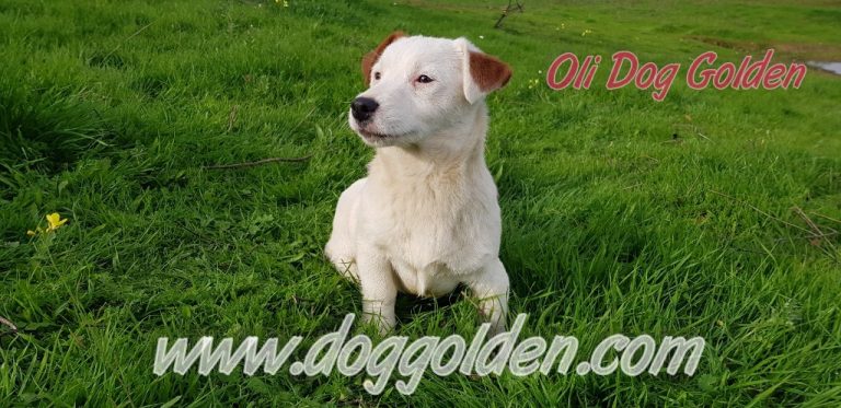 OLI DOG GOLDEN ( abrir foto)
