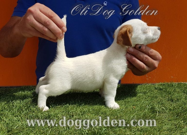 OLI DOG GOLDEN ( abrir foto)