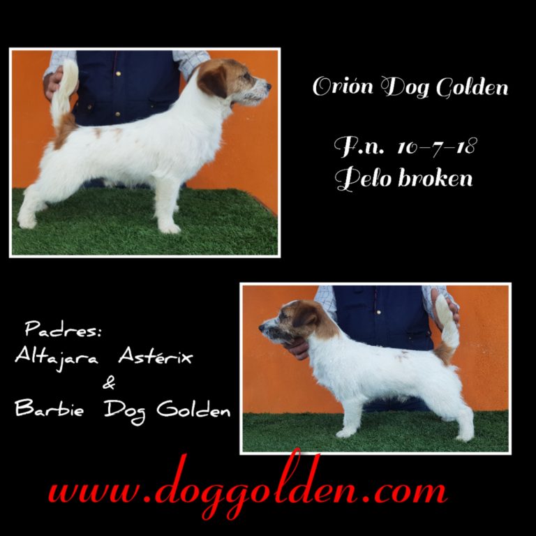 ORIÓN DOG GOLDEN ( abrir foto)