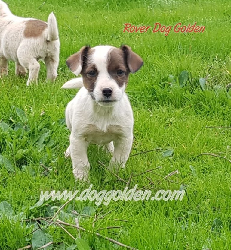 ROVER DOG GOLDEN    ( DISPONIBLE)