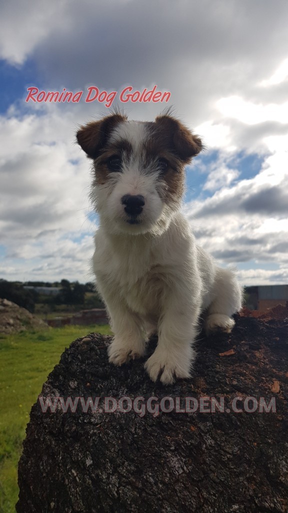 ROMINA DOG GOLDEN    ( DISPONIBLE)