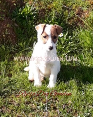 RYSTO DOG GOLDEN    ( DISPONIBLE)