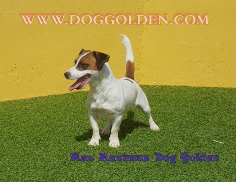 MAX MAXIMUS DOG GOLDEN ,disponible para montas