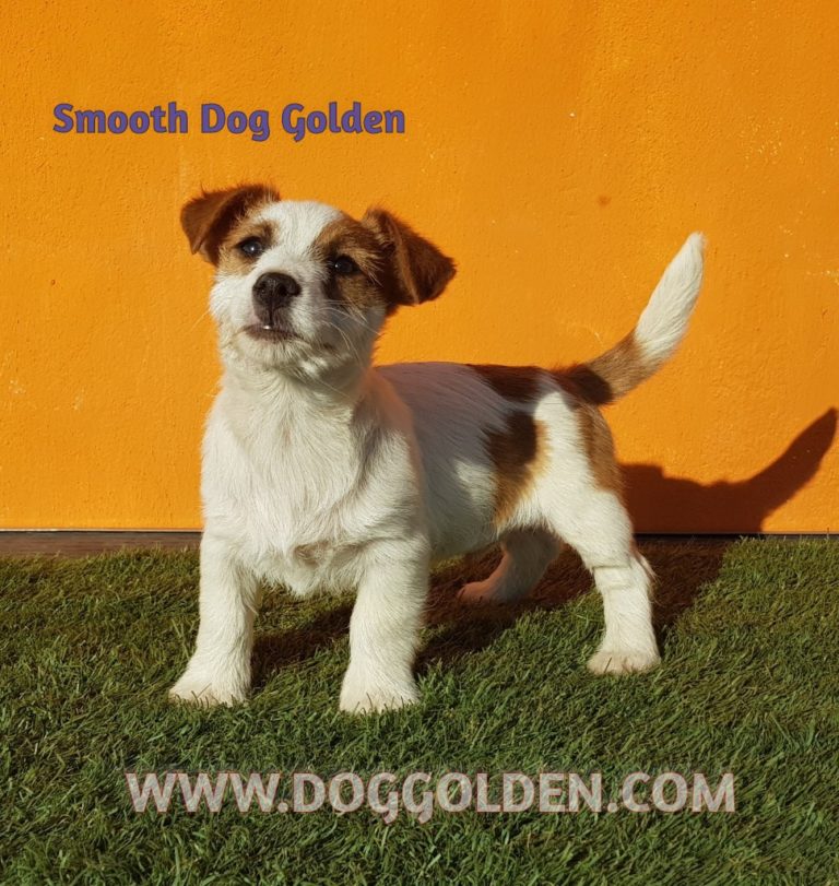 SMOOTH DOG GOLDEN ( abrir foto)