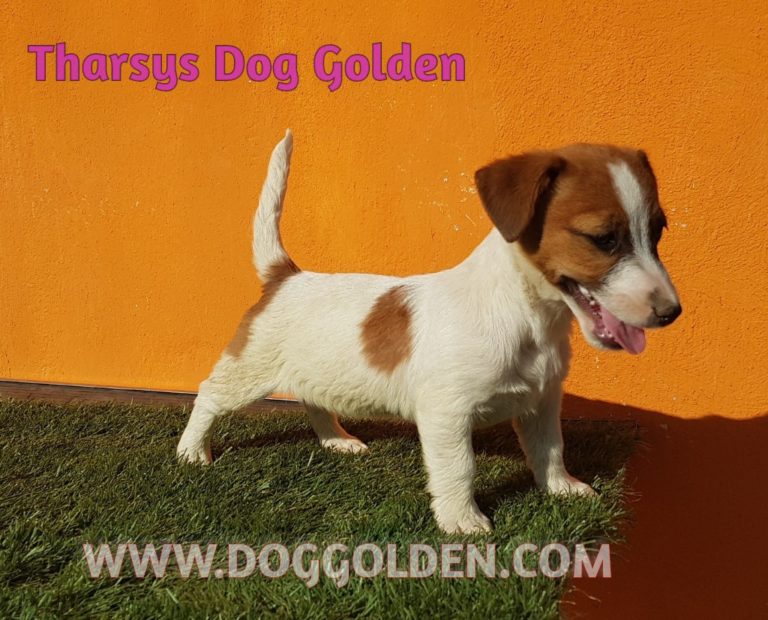 THARSYS DOG GOLDEN ( abrir foto)