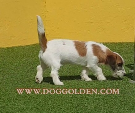 SCOT DOG GOLDEN ( abrir foto)