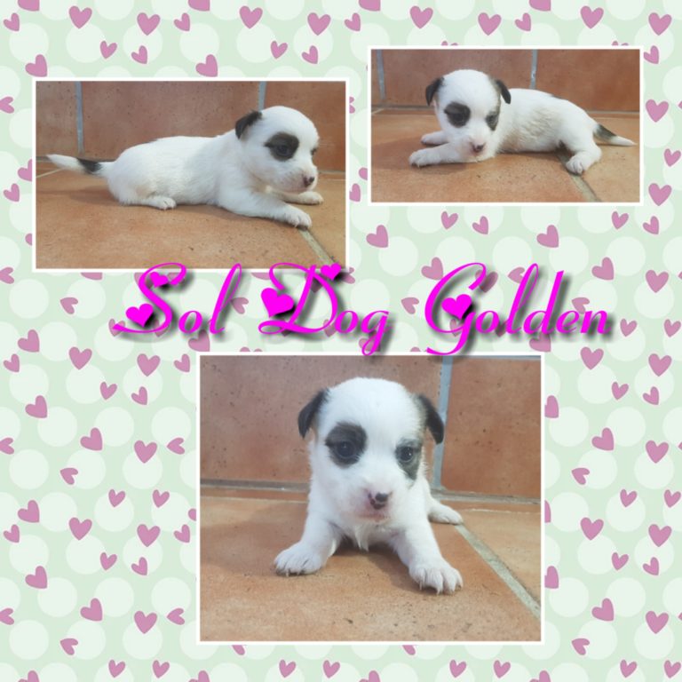 SOL DOG GOLDEN ( abrir foto)