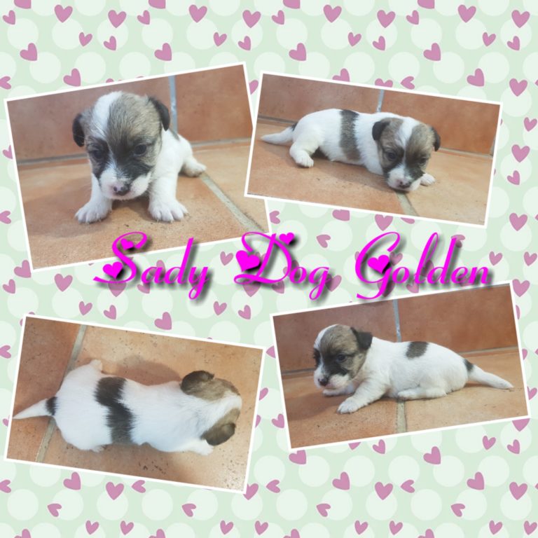 SADY DOG GOLDEN ( abrir foto)
