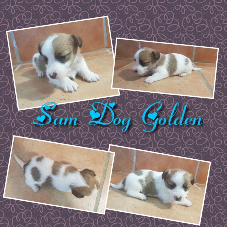 SAM DOG GOLDEN ( abrir foto)