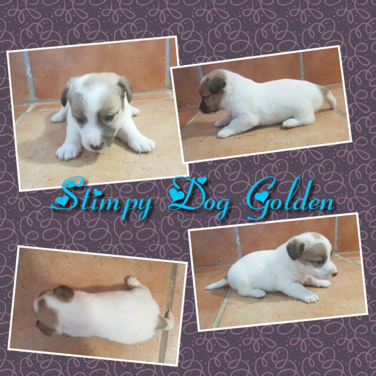 STIMPY DOG GOLDEN ( abrir foto)