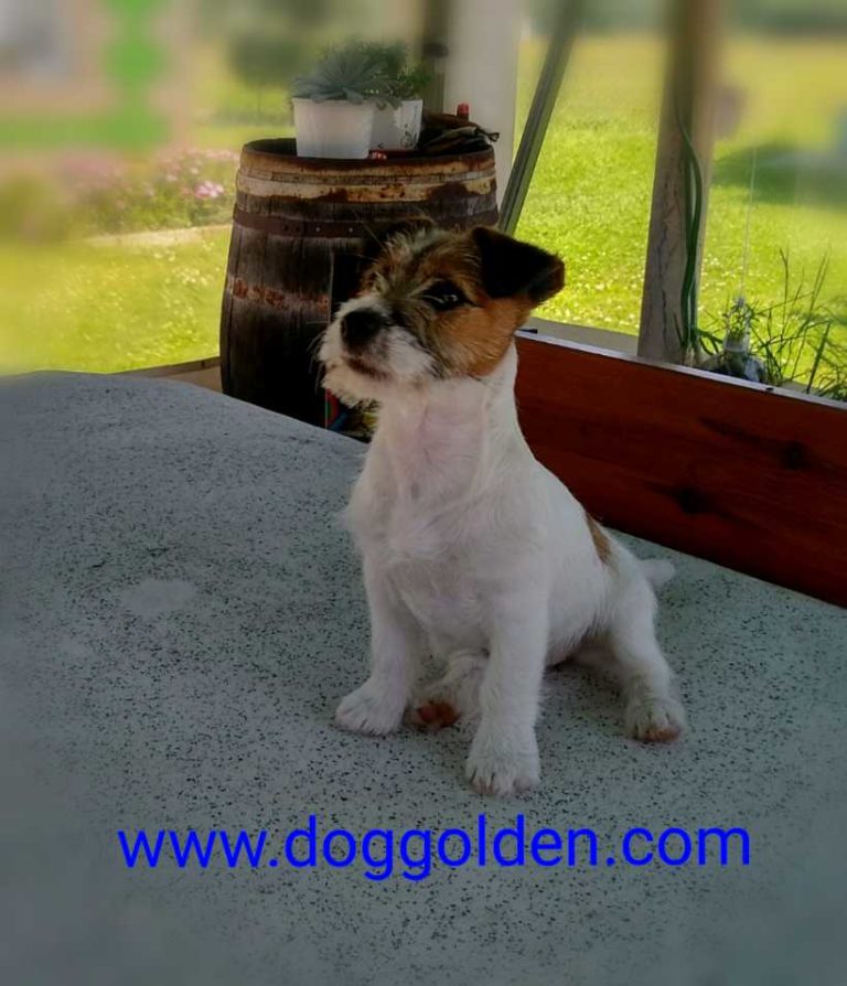 SADY DOG GOLDEN ( abrir foto)