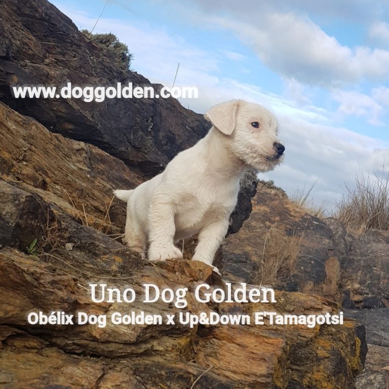UNO DOG GOLDEN