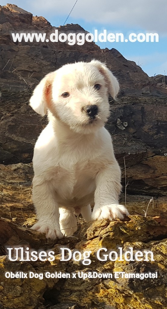 ULISES DOG GOLDEN
