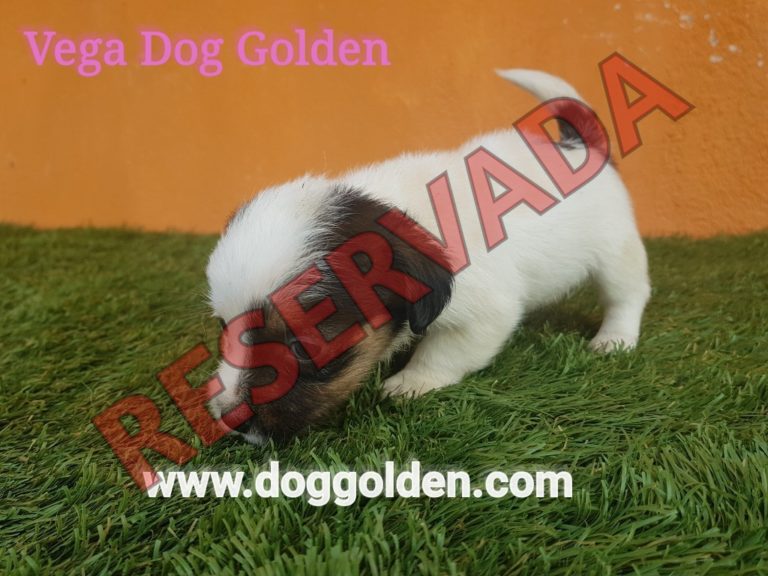 VEGA DOG GOLDEN