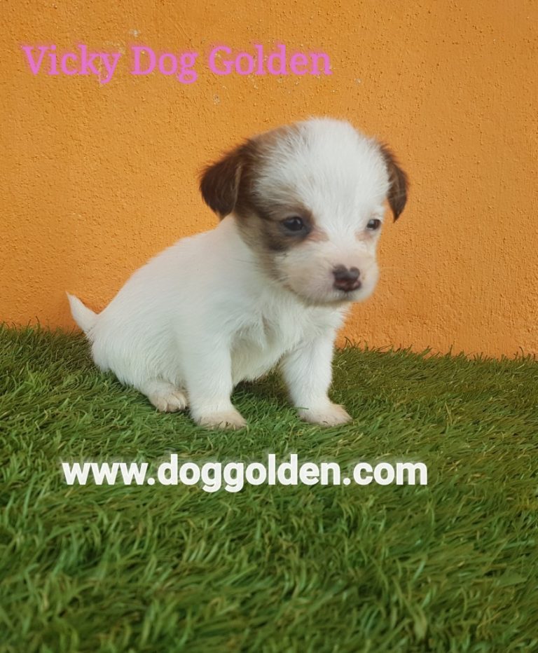 VICKY DOG GOLDEN