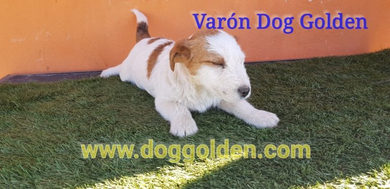 VARÓN DOG GOLDEN