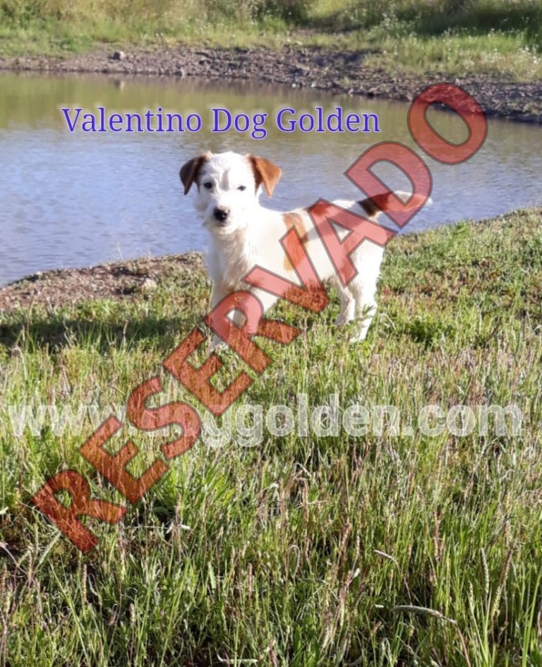 VALENTINO DOG GOLDEN