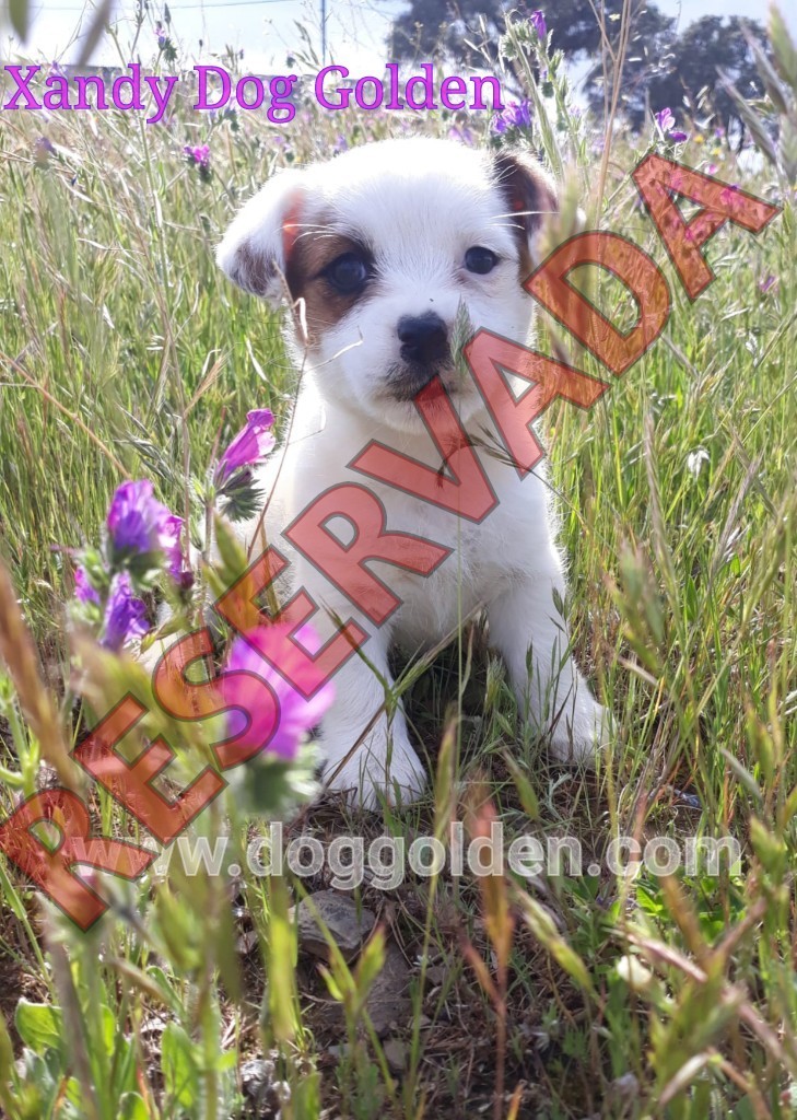XANDY DOG GOLDEN