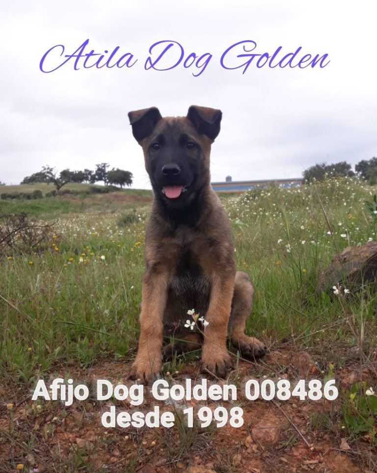 ATILA DOG GOLDEN