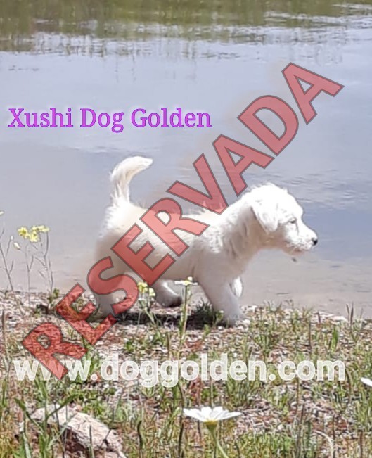 XUSHI DOG GOLDEN