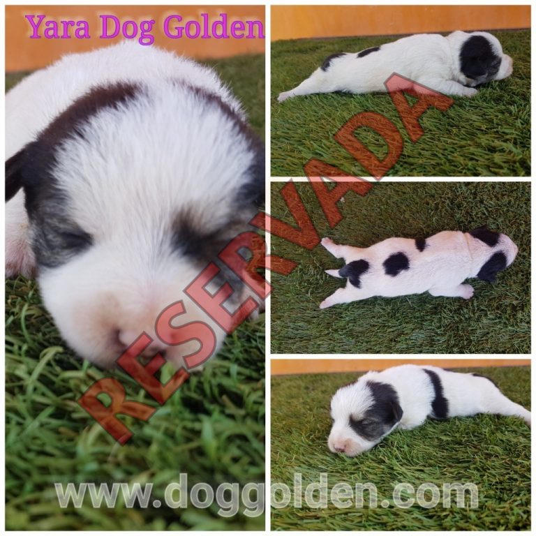 YARA DOG GOLDEN