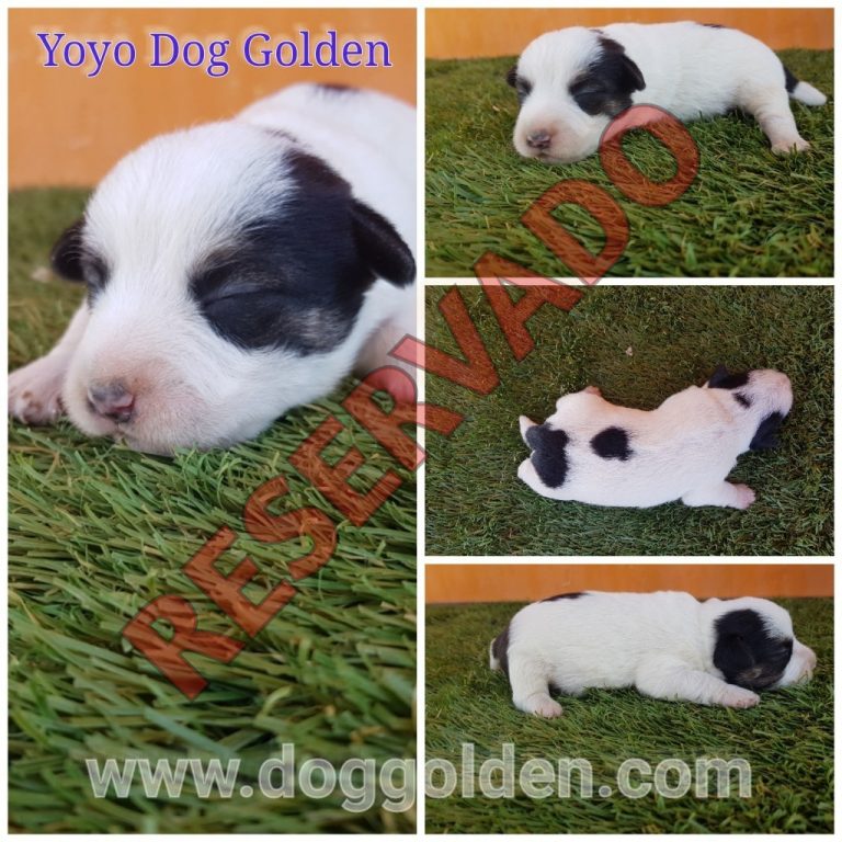YOYO DOG GOLDEN