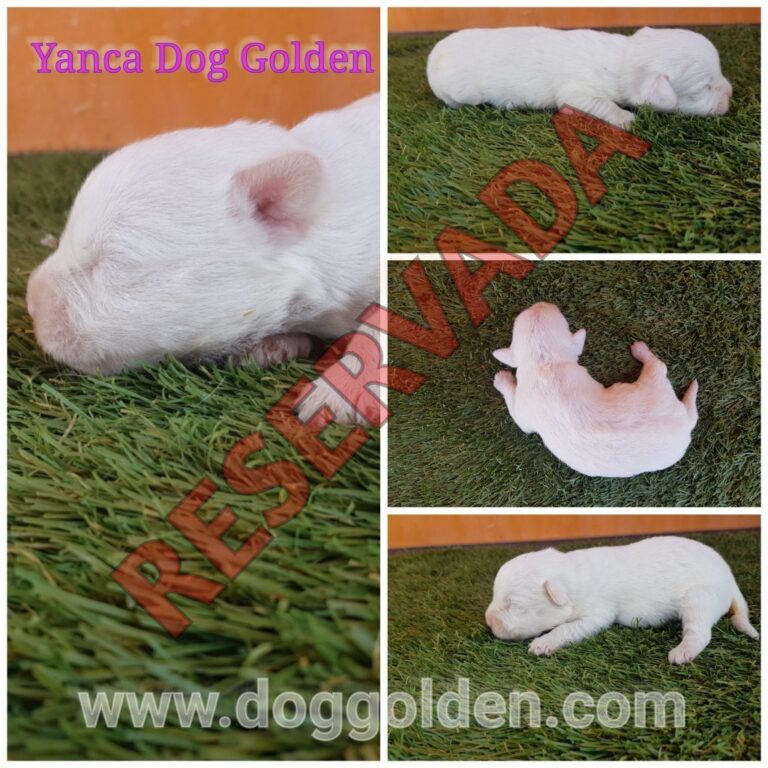 YANCA DOG GOLDEN