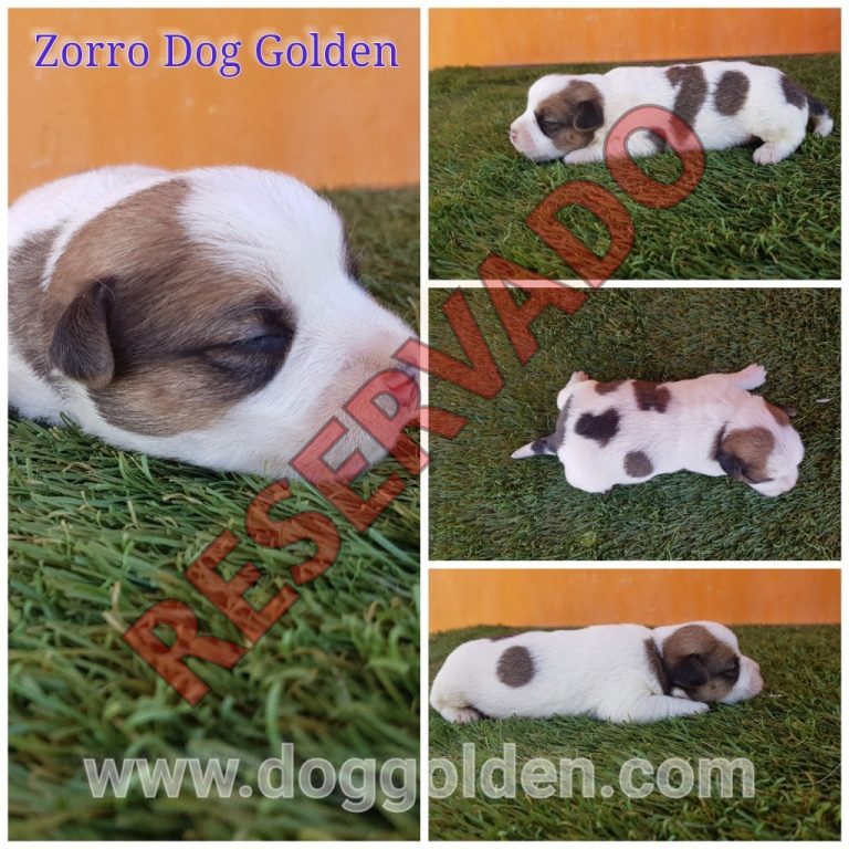 ZORRO DOG GOLDEN
