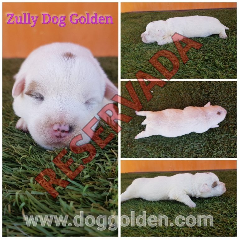 ZULLI DOG GOLDEN
