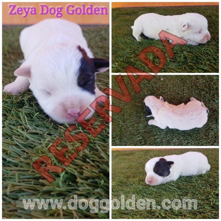 ZEYA DOG GOLDEN