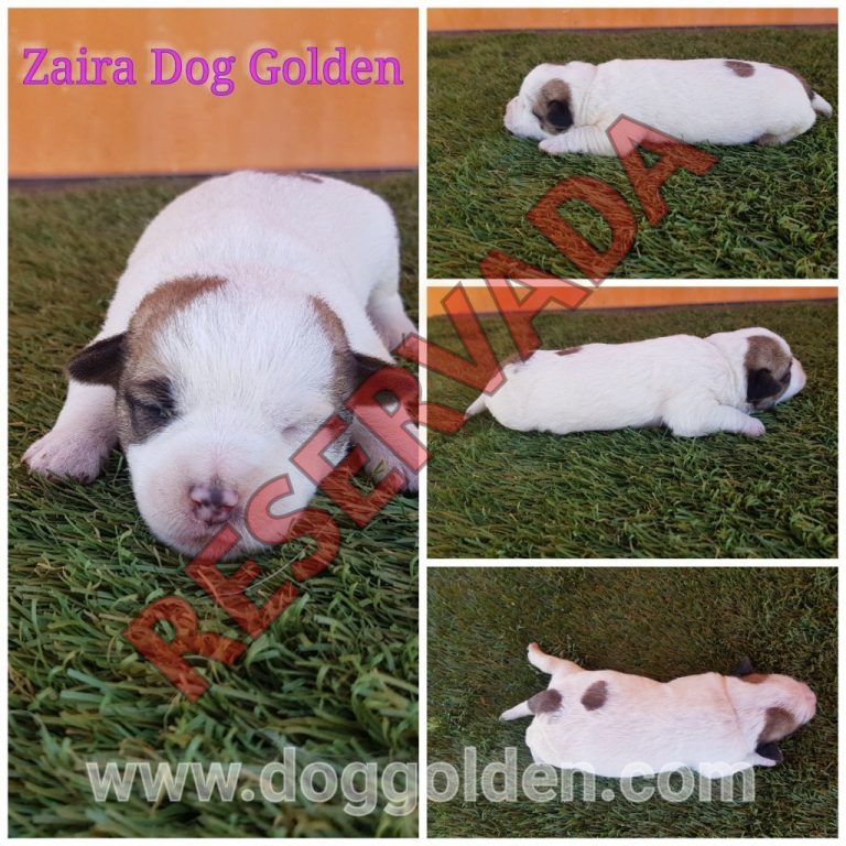 ZAIRA DOG GOLDEN