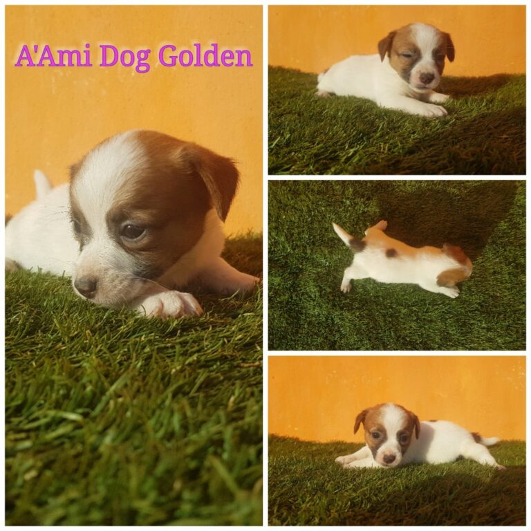 A´AMI DOG GOLDEN