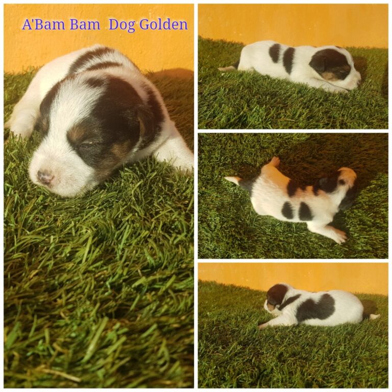 A´BAM BAM DOG GOLDEN
